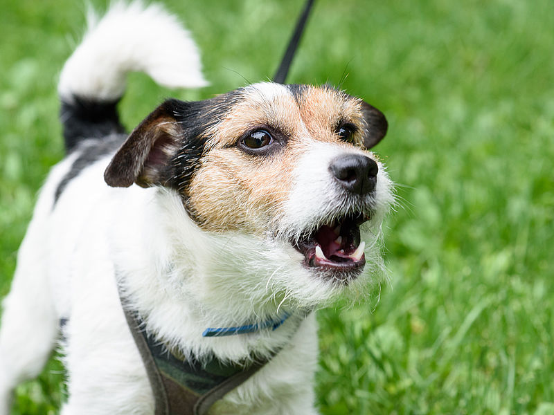Aboiement De Chiens Ville De Pierrelatte
